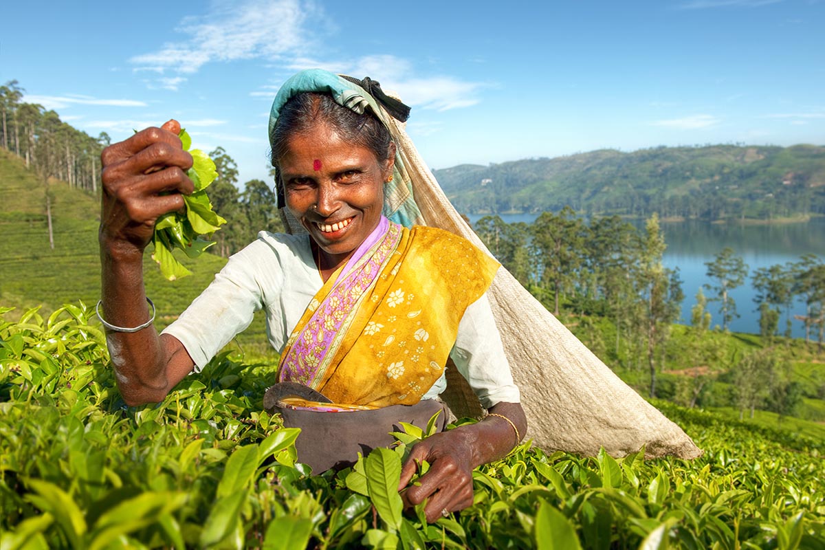 Tea Plantation