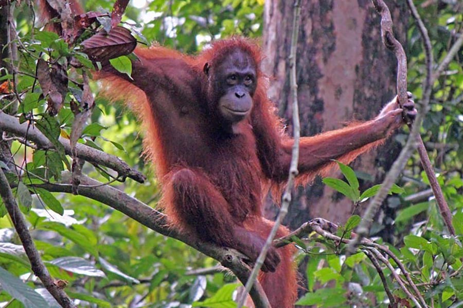 Sepilok Orangutan & Sun Bear Discovery Tour