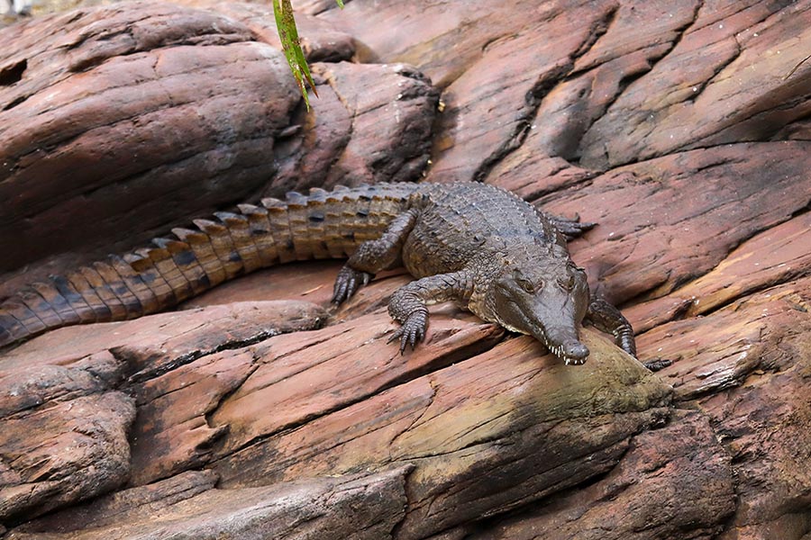 Freshwater Crocodile Ord River