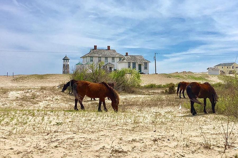 Outer Banks Wild Horse Safari