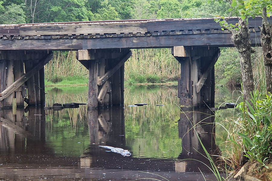 Amtrak Mardi Gras Line