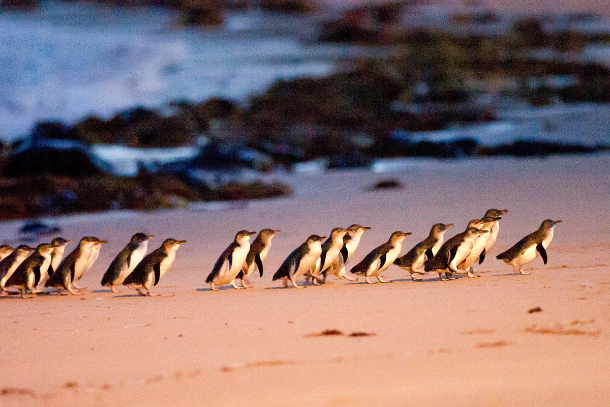 Penguin Parade Phillip Island, VIC