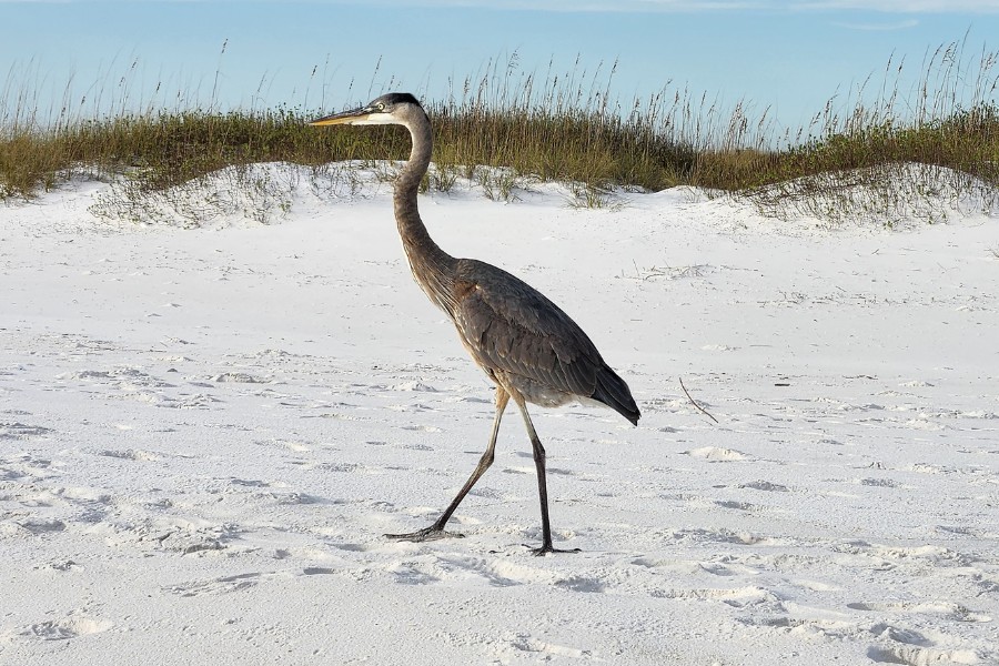 Great Blue Heron