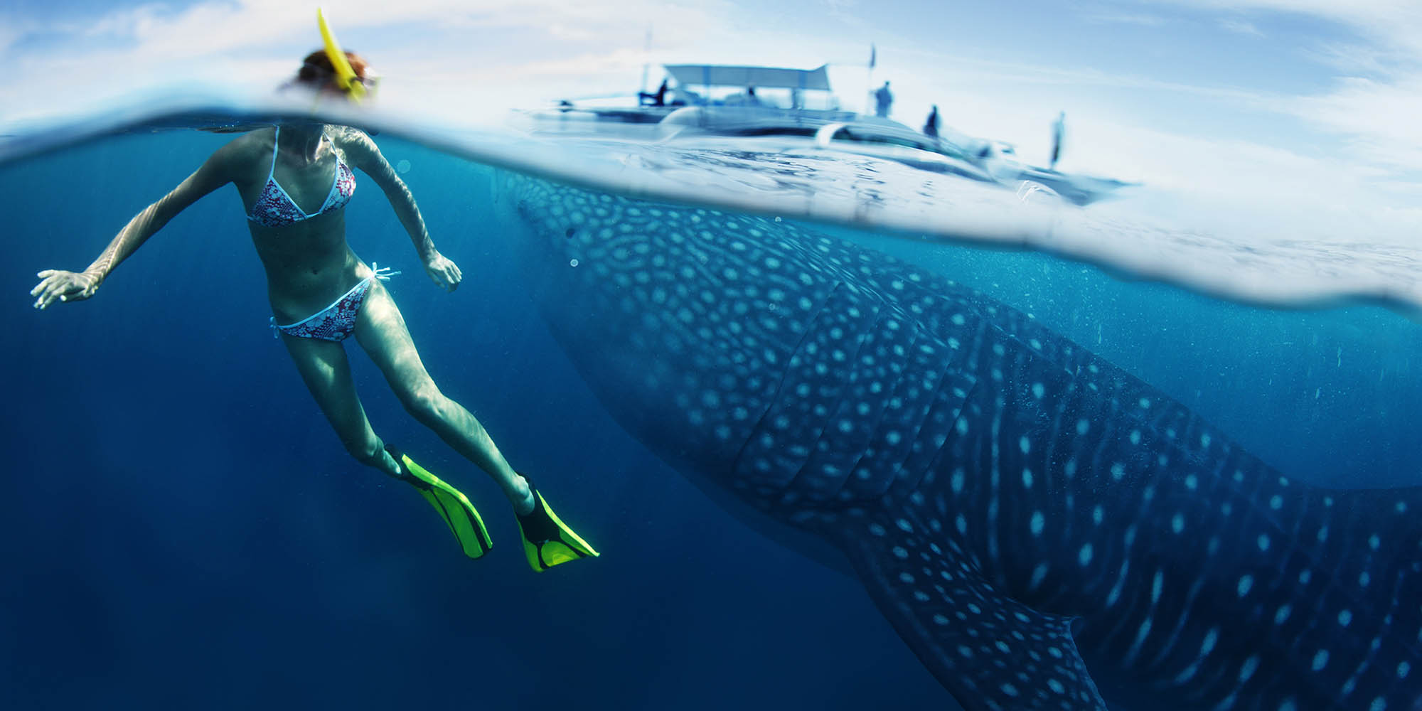 A Whale of a Time: Top Destinations for Whale Shark Adventures