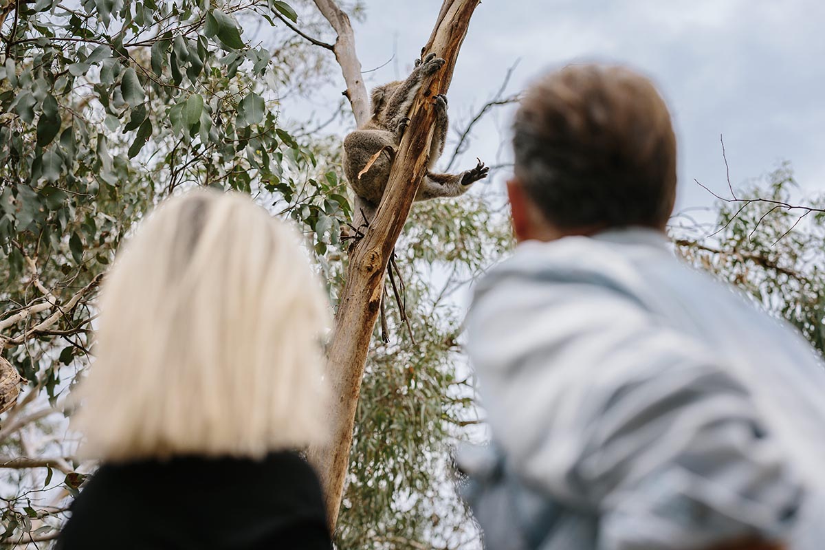 Phillip Island Credit. Tourism Australia