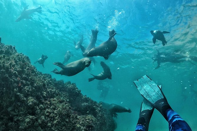 Plettenberg Bay Seal Cruise