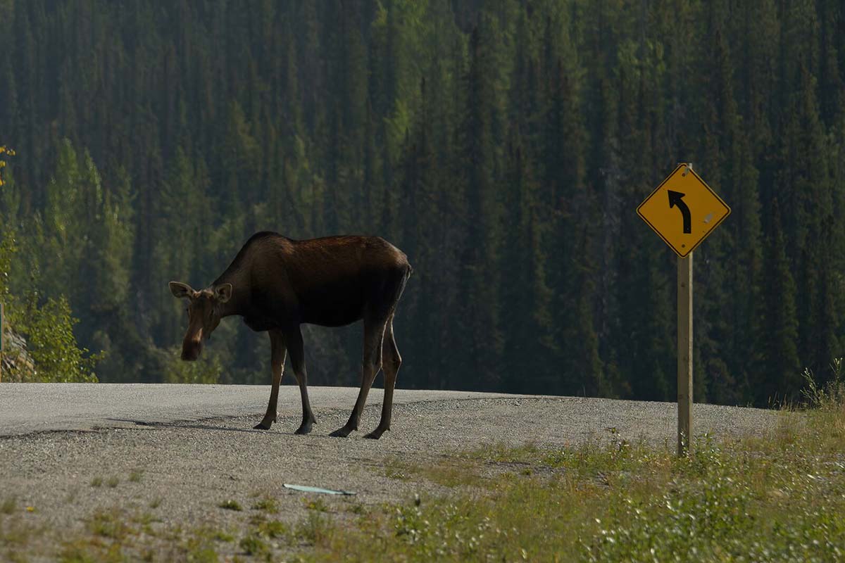 Jasper Wildlife Discovery