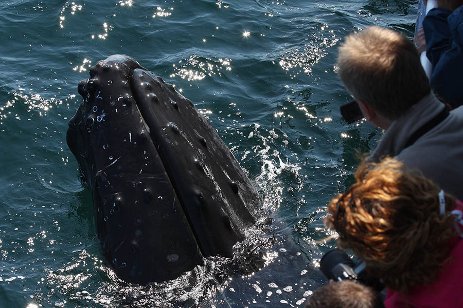 Cape Cod Whale Watching Cruise - Credit. Kyle Klein Photography