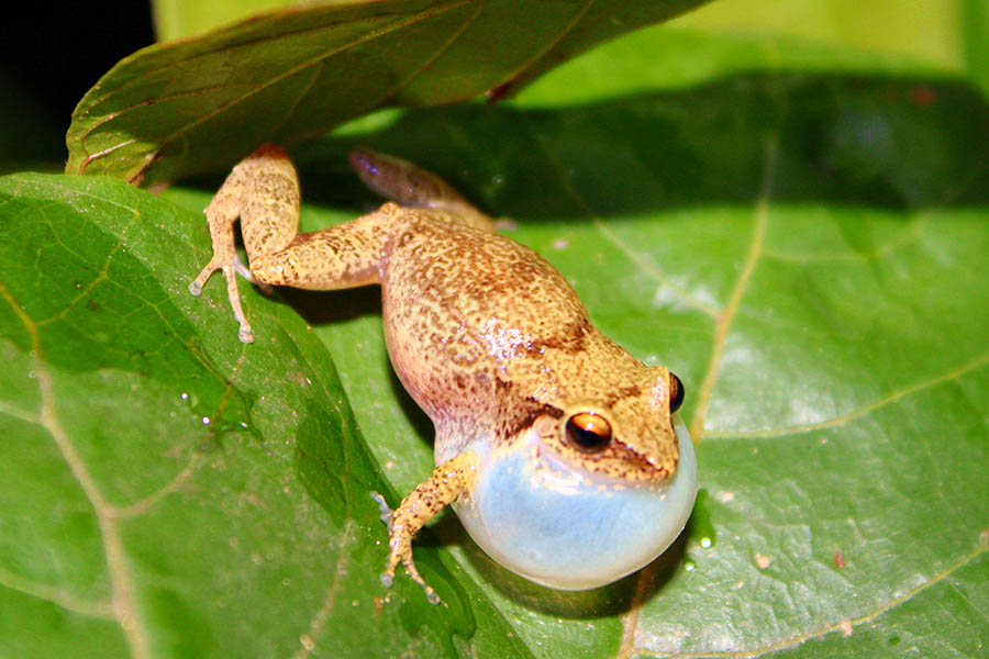 El Yunque National Forest Tour