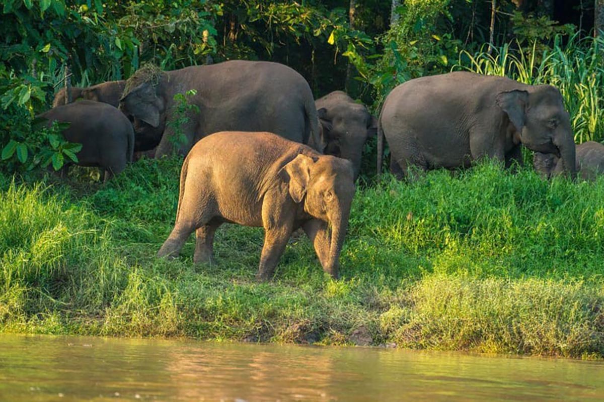 Kinabatangan River & Wildlife Tour