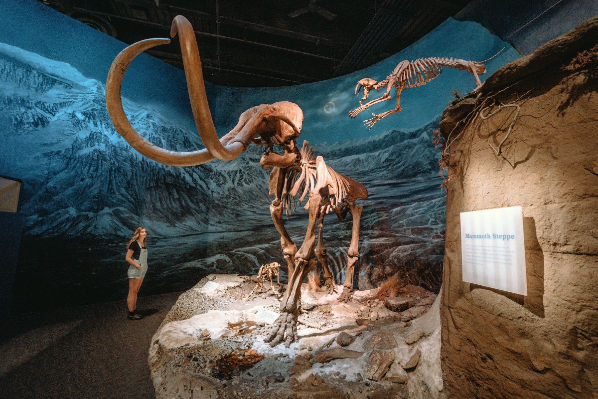 Royal Tyrrell Museum