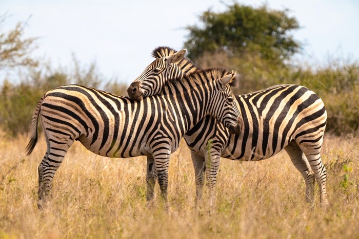 Two zebras resting their heads on each other's backs in golden grassland on a South African game reserve
