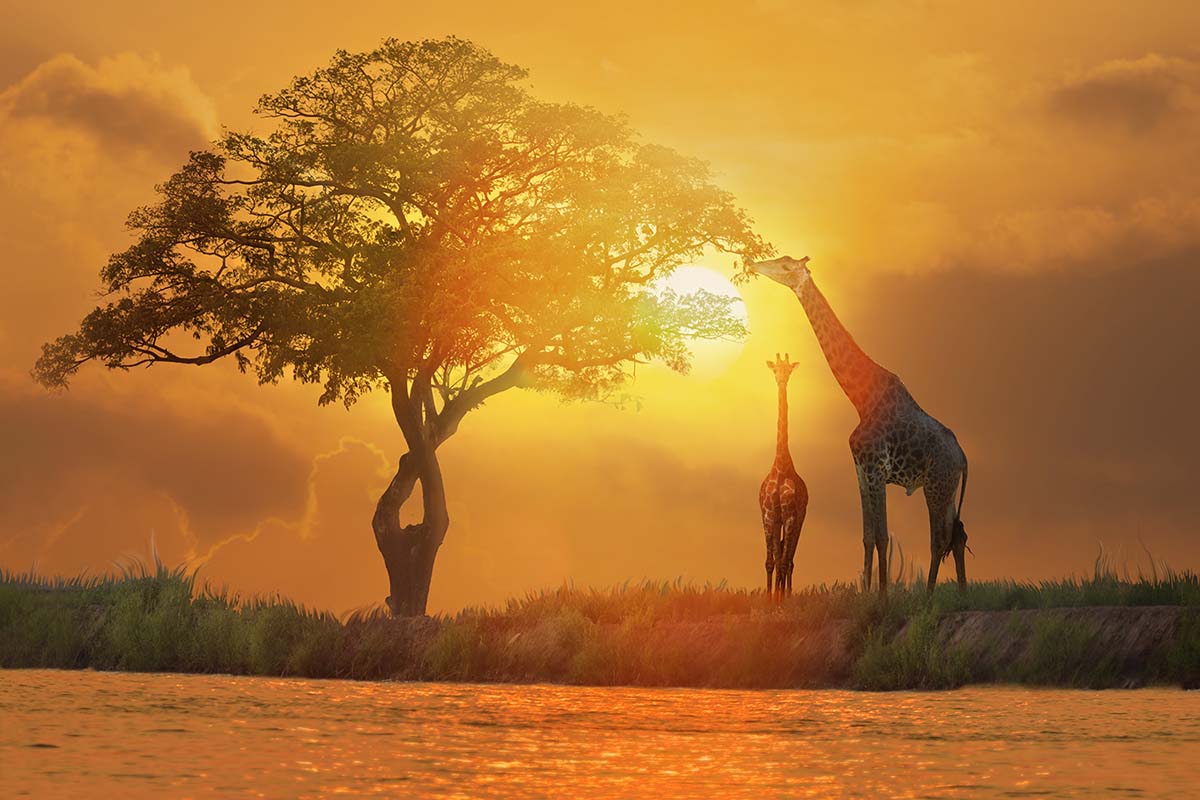 Botlierskop Game Reserve, South Africa