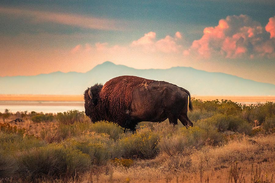 Explore Great Salt Lake