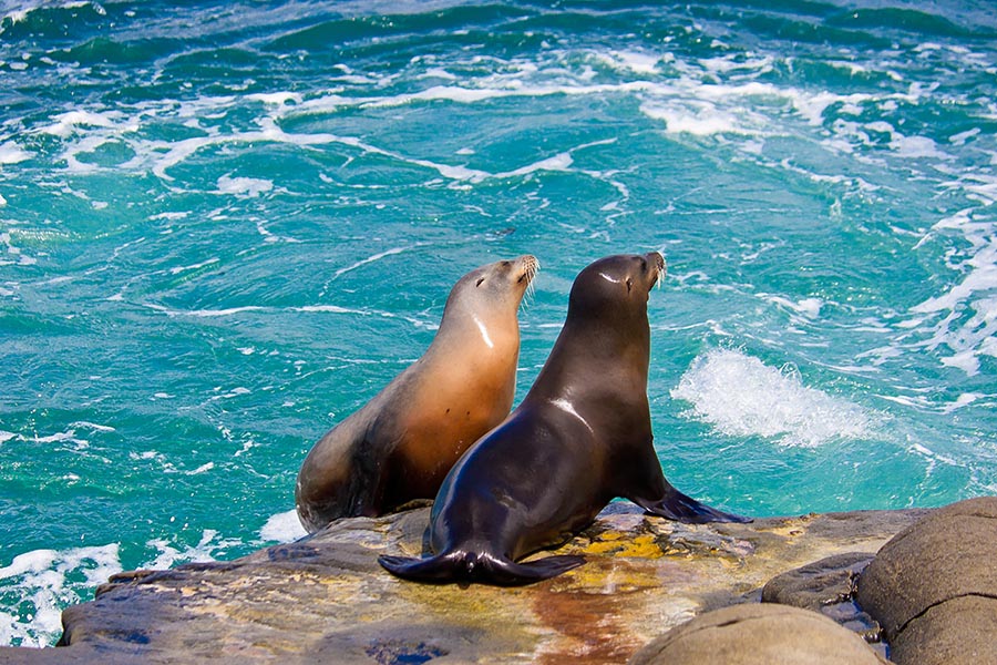 San Diego Harbour Cruise & Sea Lion Adventure