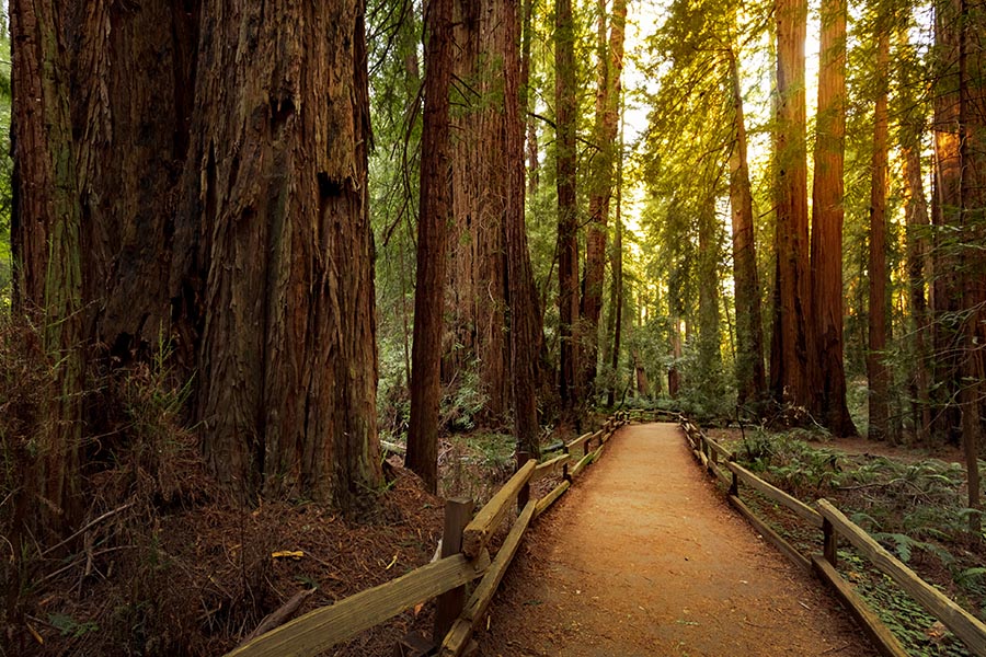 Muir Woods & Sausalito Tour