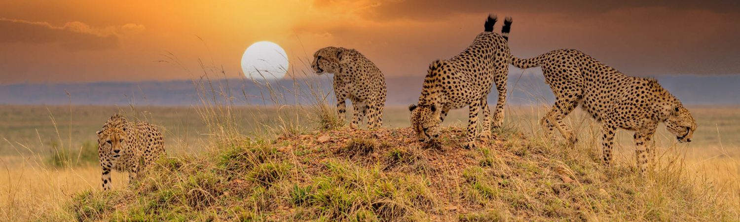 Sanbona Wildlife Reserve