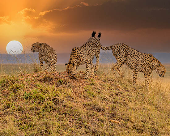 Sanbona Wildlife Reserve