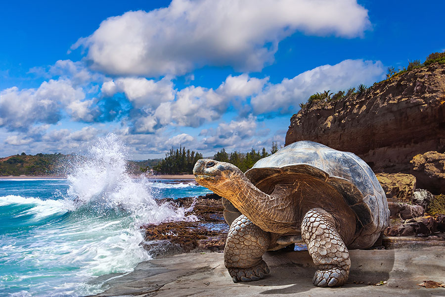 Giant Aldabra tortoise on a rocky beach with waves breaking behind it