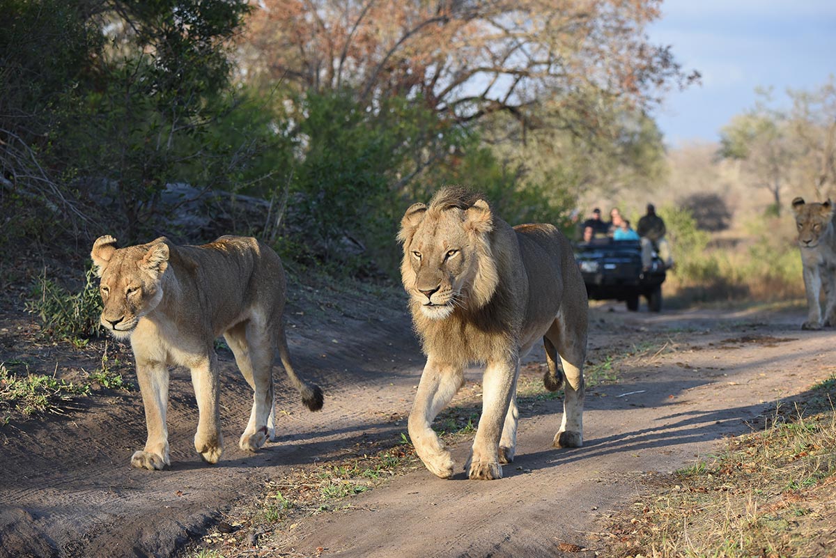 Sebatana Elephant Lodge, South Africa