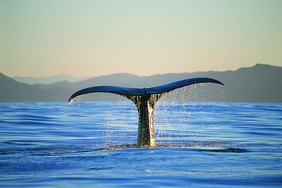 Whale Watching Kaikōura