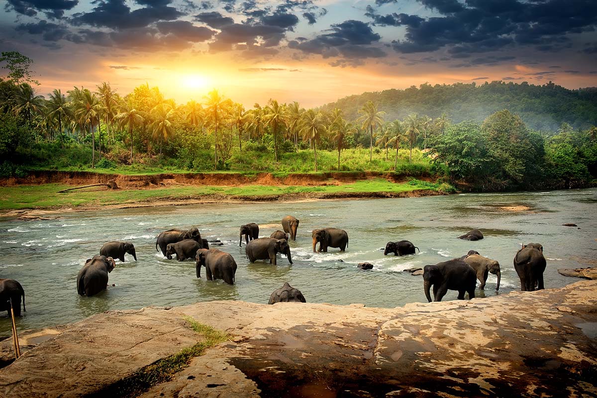 Pinnawala Elephant Orphanage, Kandy, Sri Lanka