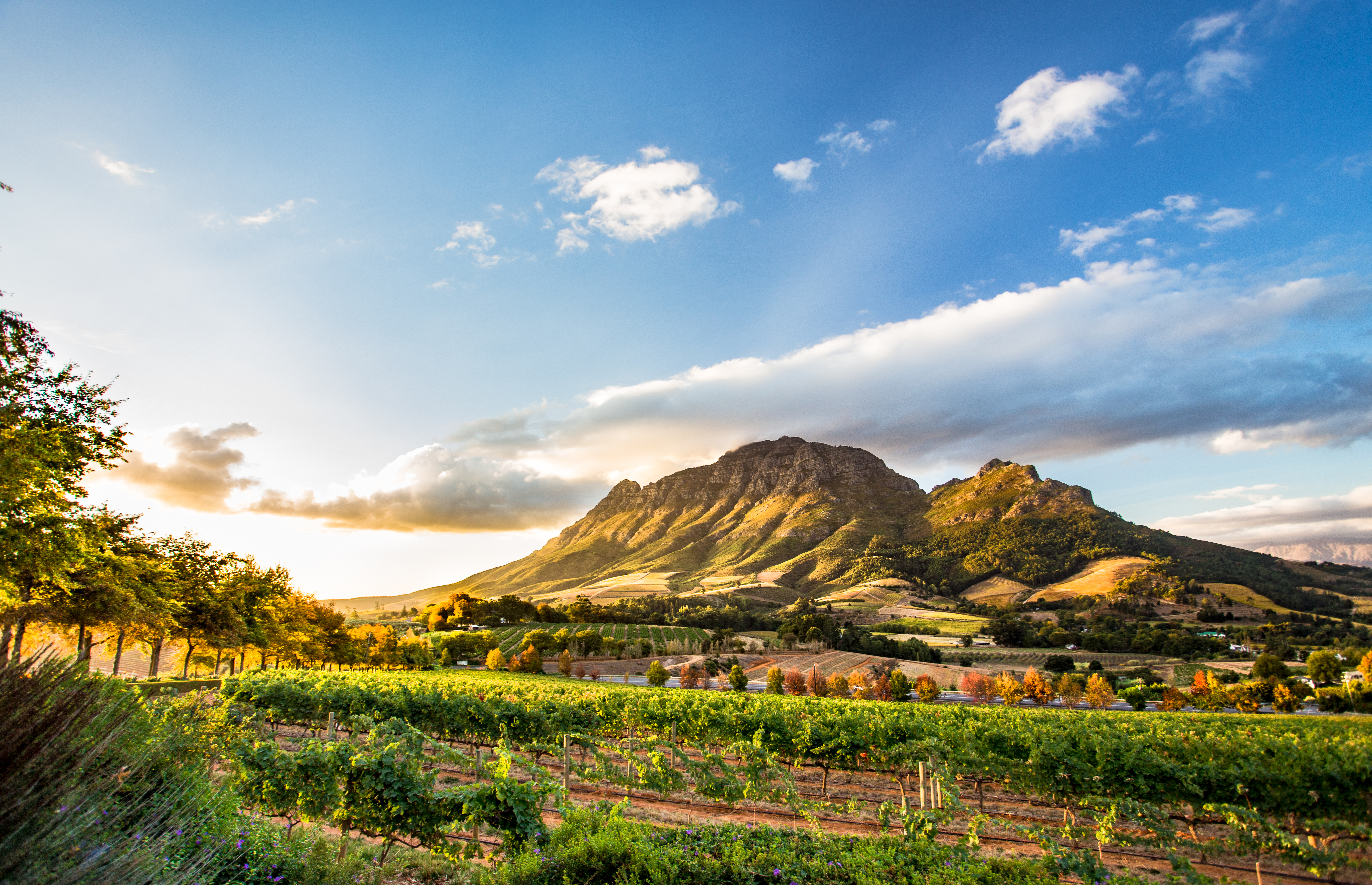 Vineyard rows at sunset in Stellenbosch, with the Simonsberg mountain in the Cape Winelands behind