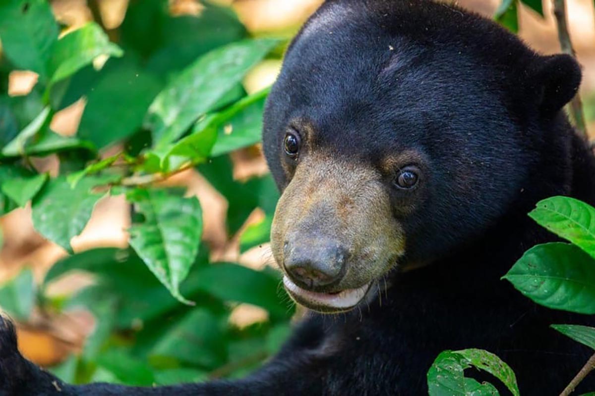 Sepilok Orangutan & Sun Bear Discovery Tour