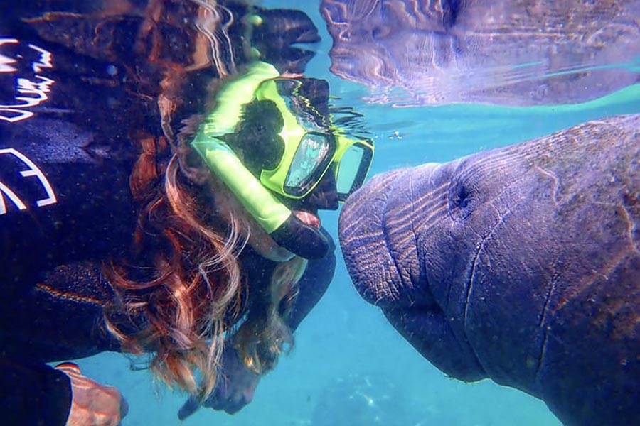 Swim with Manatees