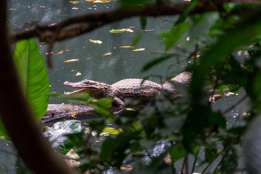 River Cayman Crocodile in Tenorio Volcano National Park