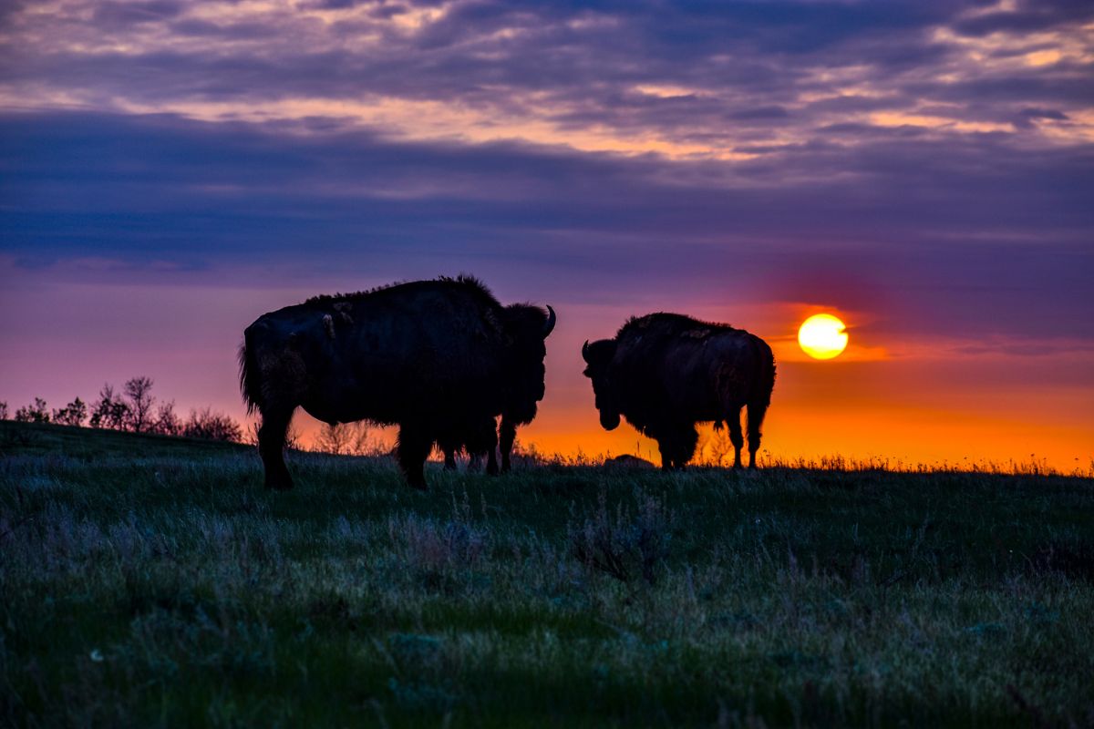 Theodore Roosevelt National Park