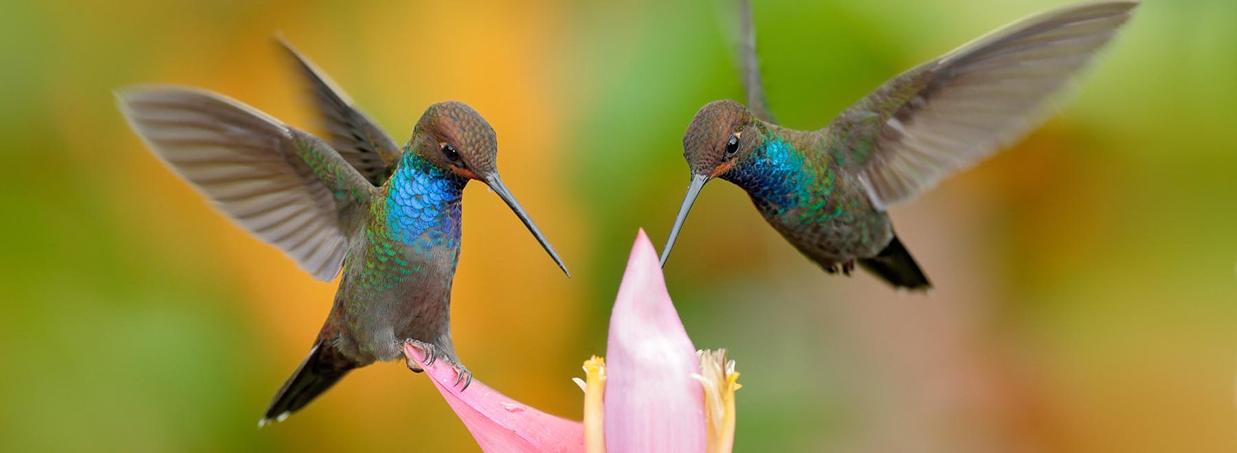 Argyle Waterfall & Hummingbird Tropical Gardens Tour