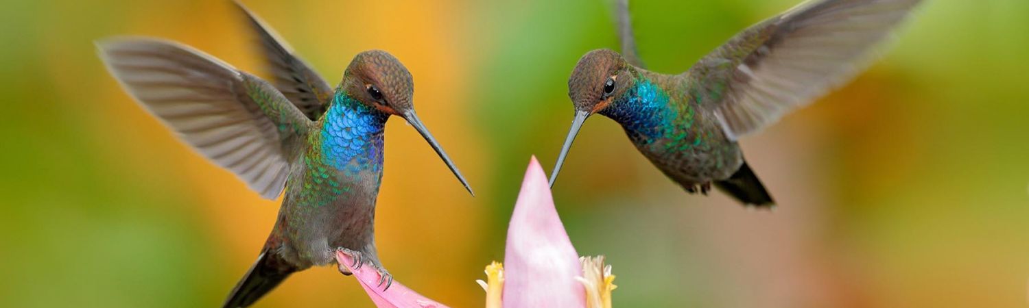 Argyle Waterfall & Hummingbird Tropical Gardens Tour