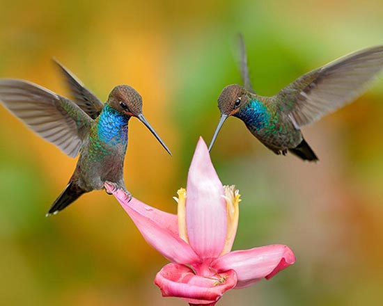Argyle Waterfall & Hummingbird Tropical Gardens Tour