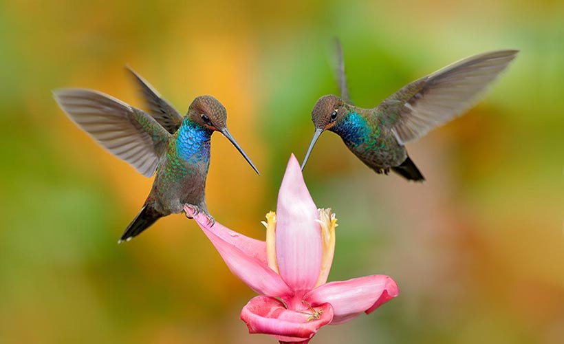 Argyle Waterfall & Hummingbird Tropical Gardens Tour