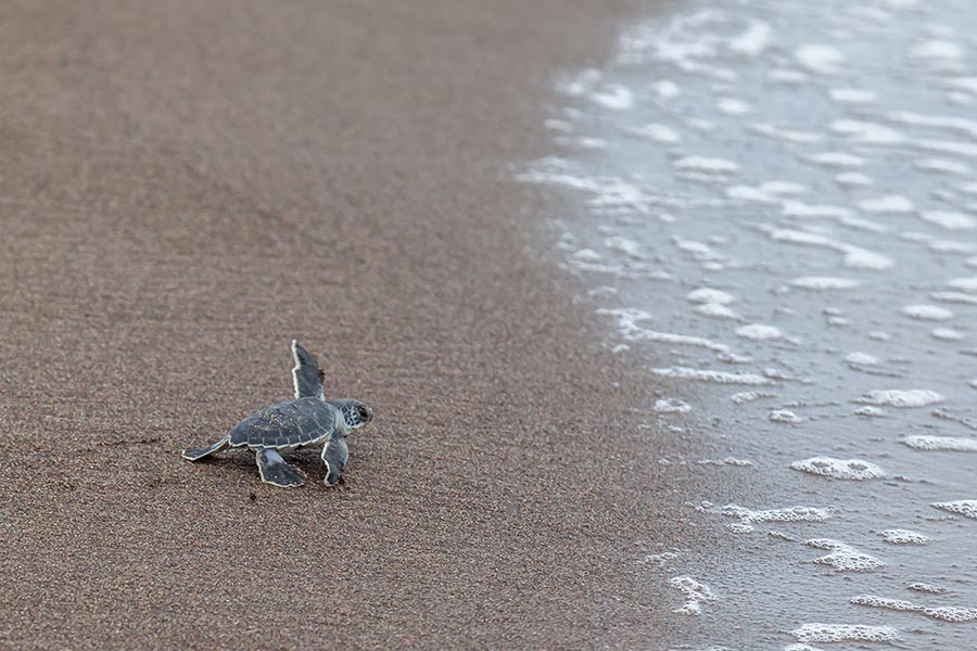 Baby Green Turtle, Tortuguero National Park