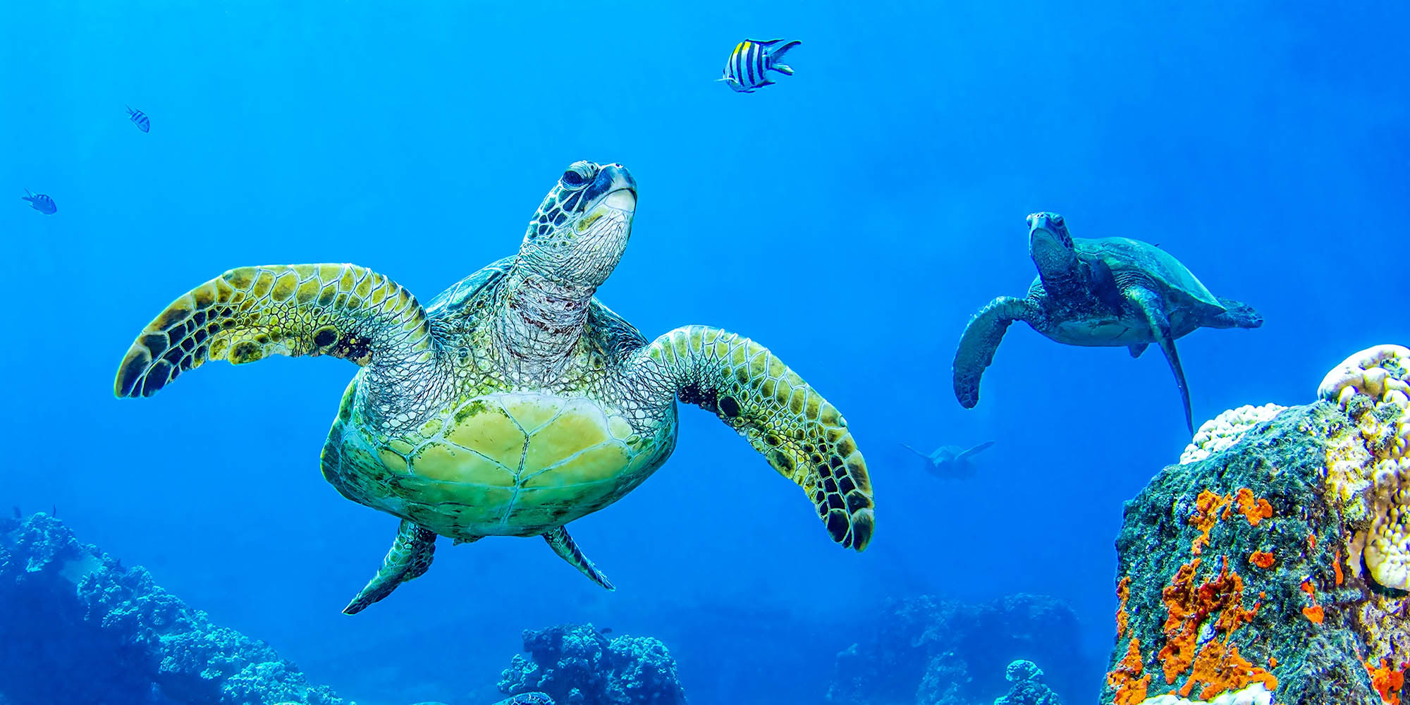 World Turtle Day: Holidays Where Nature Takes the Spotlight
