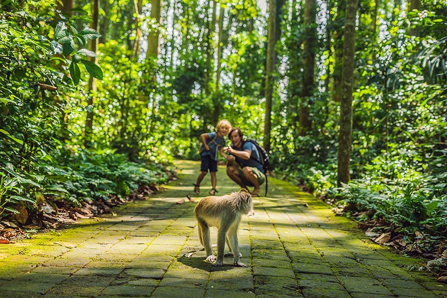 Monkey Forest, Ubud Swing, Waterfalls & Rice Terraces
