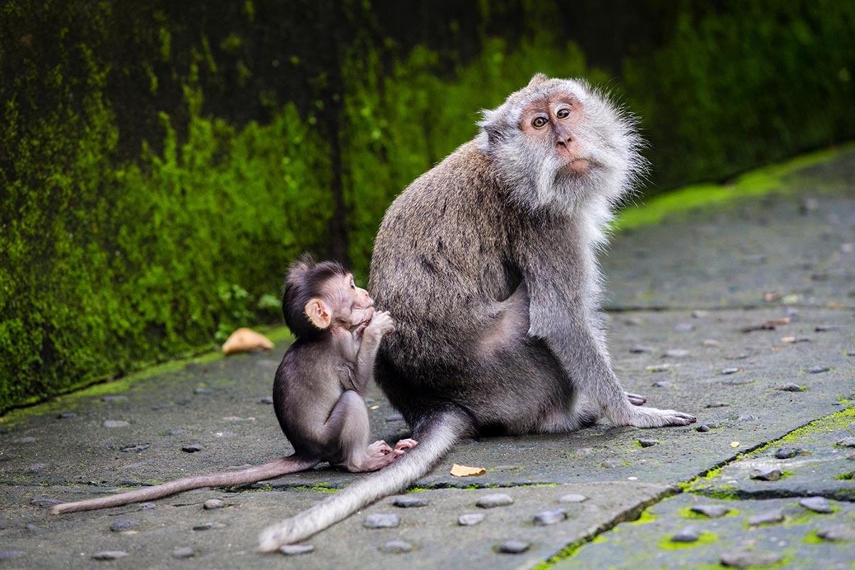 Monkey Forest, Waterfalls & Rice Terraces