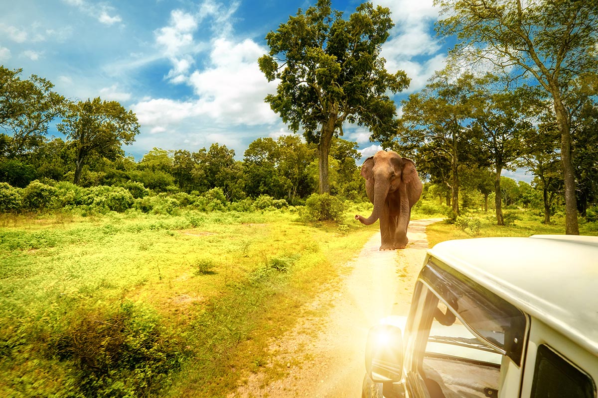 Safari at Yala National Park