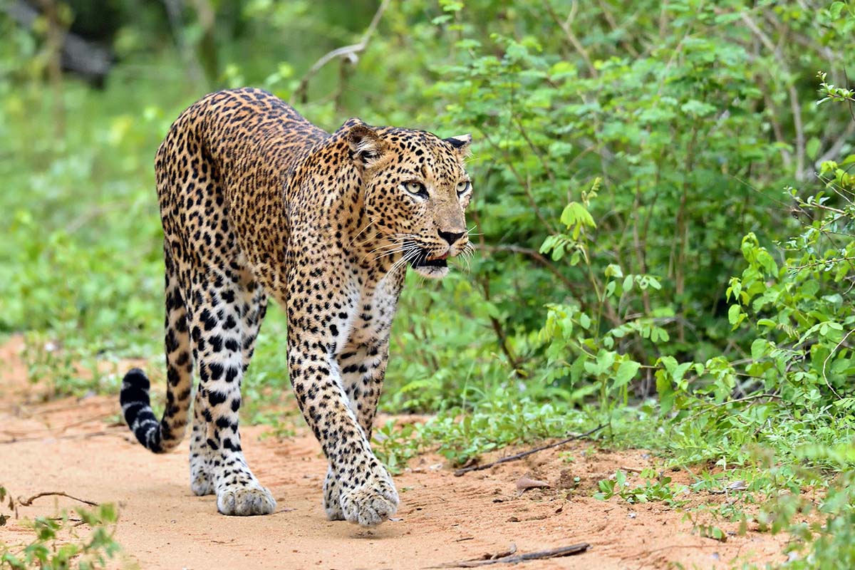 Safari at Yala National Park, Sri Lanka