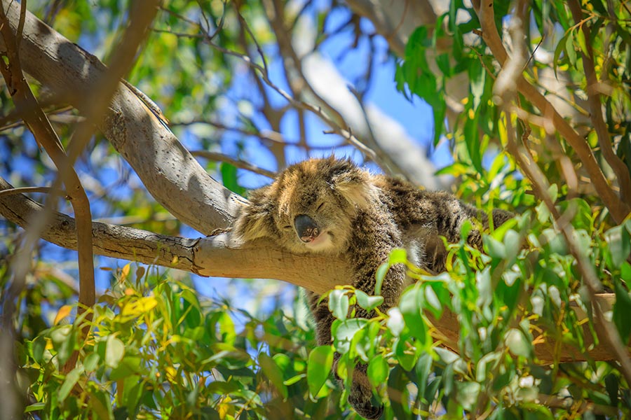Yanchep National Park