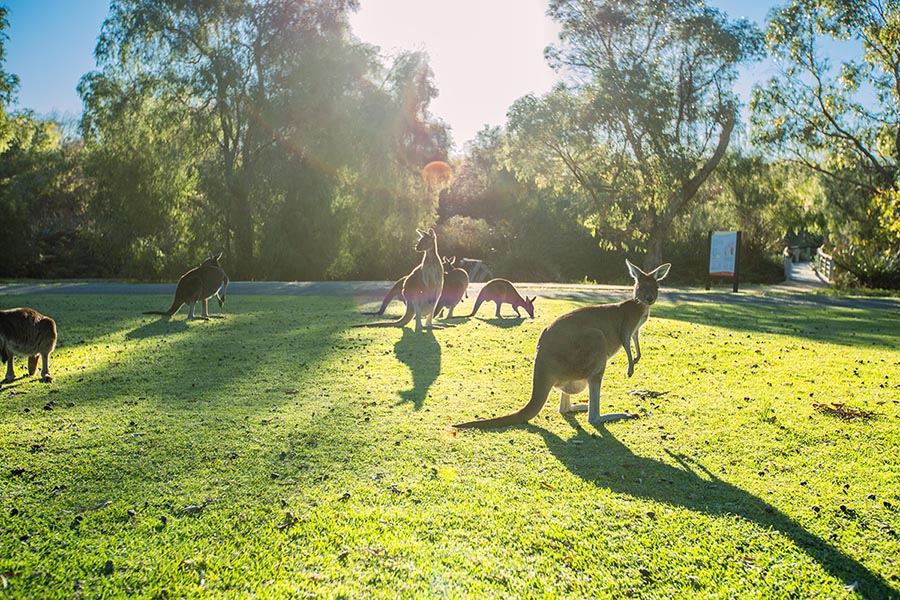 Yanchep National Park